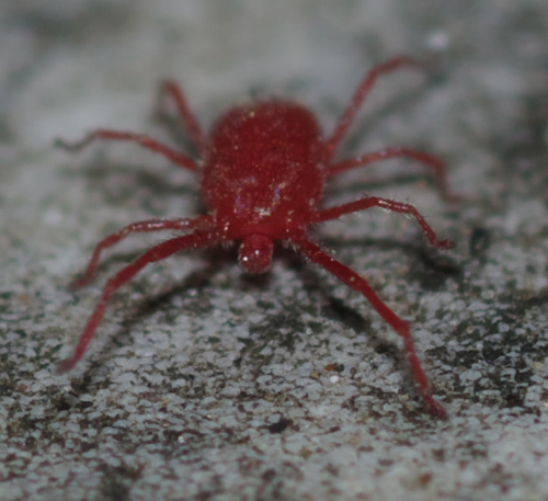 Erythraeidae: Balaustium?